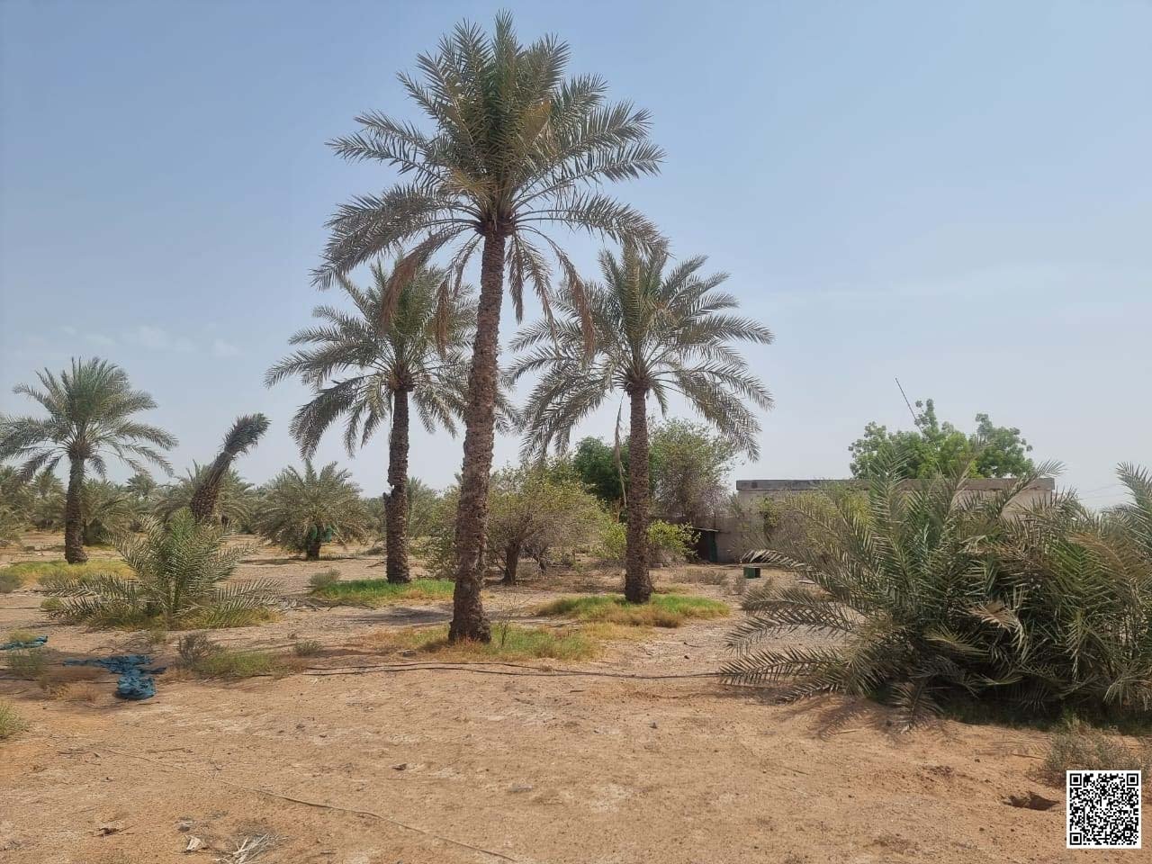 126454-147193-1314908893233777